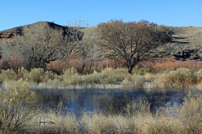 Wetland landscape at Cornerstone Marsh. Ladd S Gordon Waterfowl Complex - La Joya Waterfowl Area
