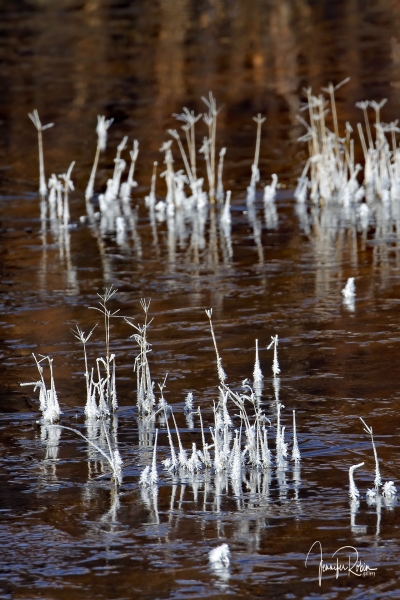 Frosted grass at Cornerstone Marsh. Ladd S Gordon Waterfowl Complex - La Joya Waterfowl Area