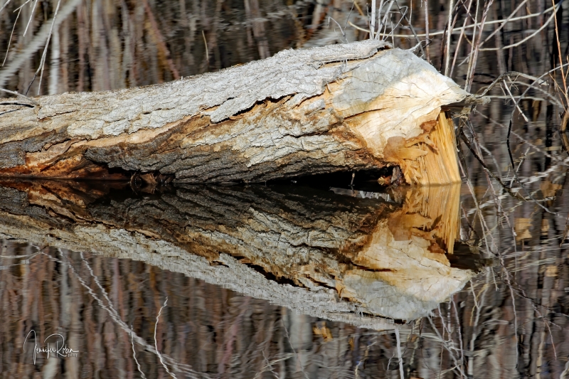 Beaver takes down a tree at Cornerstone Marsh. Ladd S Gordon Waterfowl Complex - La Joya Waterfowl Area