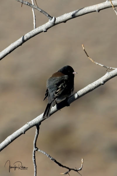 Gray-headed Junco at Cornerstone Marsh. Ladd S Gordon Waterfowl Complex - La Joya Waterfowl Area