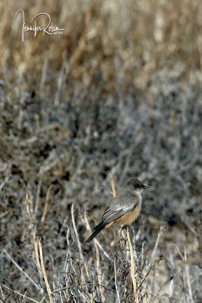 Say’s Phoebe at Cornerstone Marsh. Ladd S Gordon Waterfowl Complex - La Joya Waterfowl Area