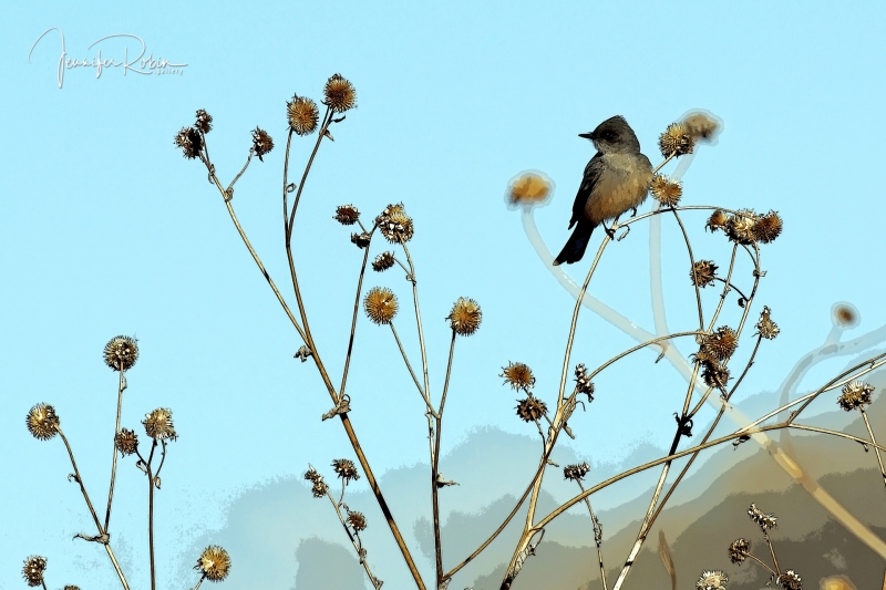 Say’s Phoebe at  Ladd S Gordon Waterfowl Complex - La Joya Waterfowl Area