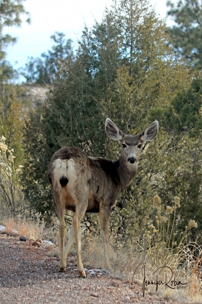 Mule Deer looks back at me in  Frijoles Canyon, Bandelier National Monument,