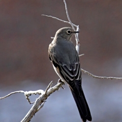 Townsend’s Solitaire (Myadestes townsendi) in Bandelier National Monument on Frey Trail in Frijoles Canyon, NM