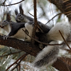 Mating Abert Squirrel (Sciurus aberti) in Frijoles Canyon forest at Bandelier National Monument. / DIDN'T MEAN TO INTERRUPT
