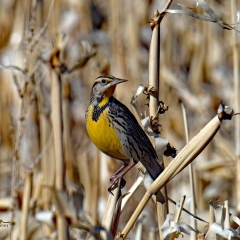 Western Meadowlark at Ladd S Gordon Waterfowl Complex - Bernardo Wildlife Area