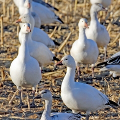 Snow geese in cornfields at Ladd S Gordon Waterfowl Complex - Bernardo Wildlife Area
