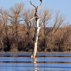 Two bald eagles on a tree in at  Bosque Del Apache