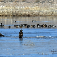Juvenile Bald Eagles guarding their crane carcass still partially frozen, a Mule Deer drinking at the water’s edge at  Bosque Del Apache
