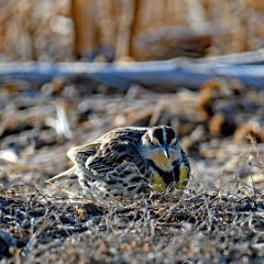 Western Meadowlark at Bosque Del Apache