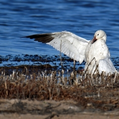 An injured snow goose at Bosque Del Apache.
