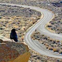 A raven overlooks the ruins and roadways for something to scavenge at Chaco Canyon in Nageezi, NM