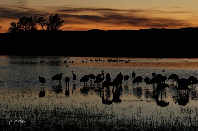 Sandhill cranes sunset during the golden hour at south pond, Bosque Del Apache