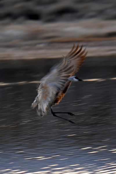 Sandhill crane at south pond, Bosque Del Apache