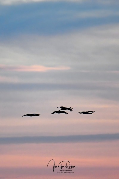 Sandhill crane in flight at south pond, Bosque Del Apache
