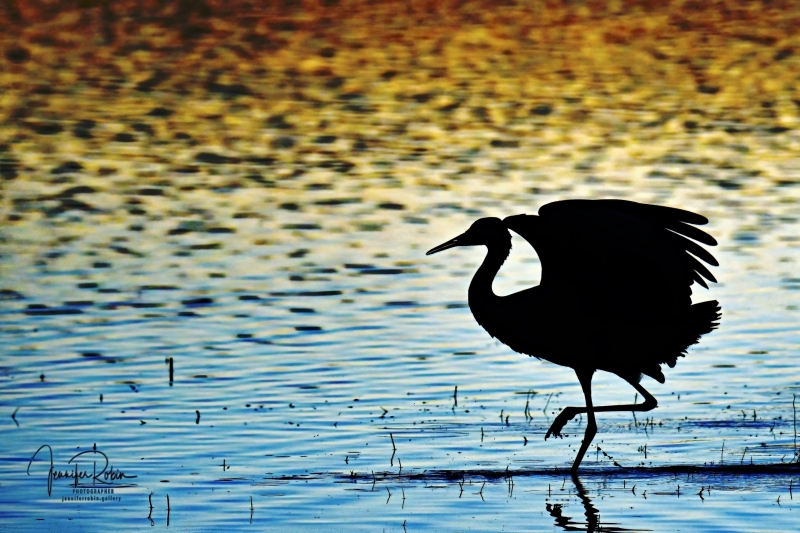 Sandhill crane sunset during the golden hour at south pond, Bosque Del Apache