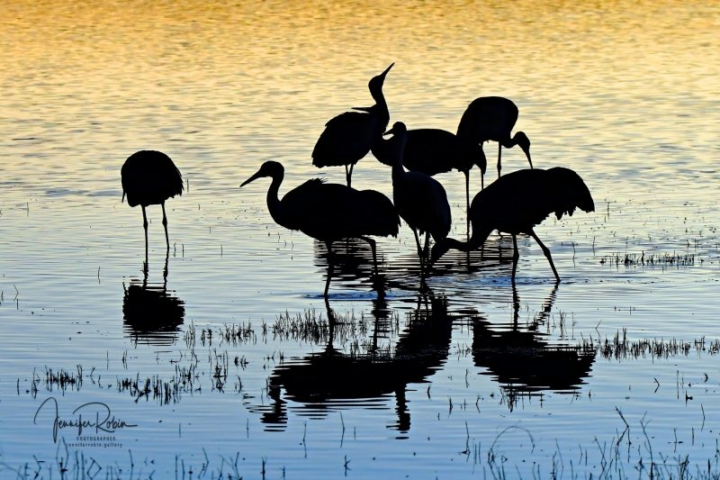 Sandhill cranes sunset during the golden hour at south pond, Bosque Del Apache
