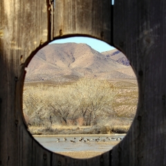 Canadian geese are visible behind the blind at  Bosque Del Apache