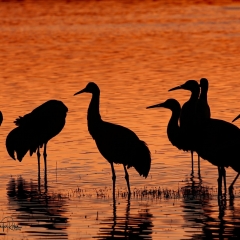 Sandhill cranes sunset during the golden hour at south pond, Bosque Del Apache