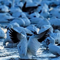 First  Snow goose  to rise at the flight deck, Bosque Del Apache