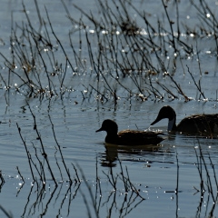 A northern pintail and unidentified duck at  Bosque Del Apache
