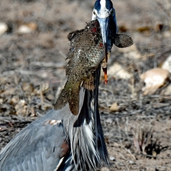 Great Blue Heron attempting to eat a fish at Bosque Del Apache