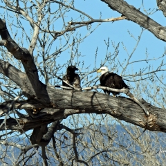 A bald eagle and one of her juvenile eagle in a tree