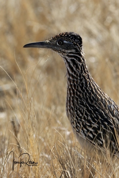 Greater Roadrunner at Bosque Del Apache