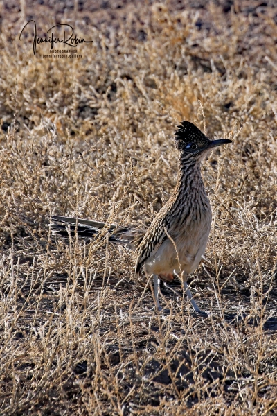 Greater roadrunner at Bosque Del Apache