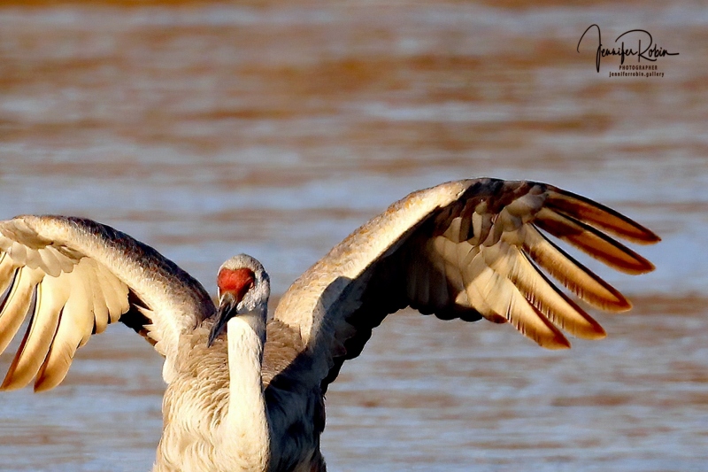 Sandhill crane at south pond, Bosque Del Apache