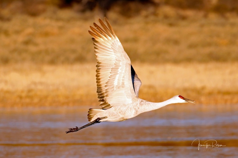 Sandhill crane in flight at south pond, Bosque Del Apache