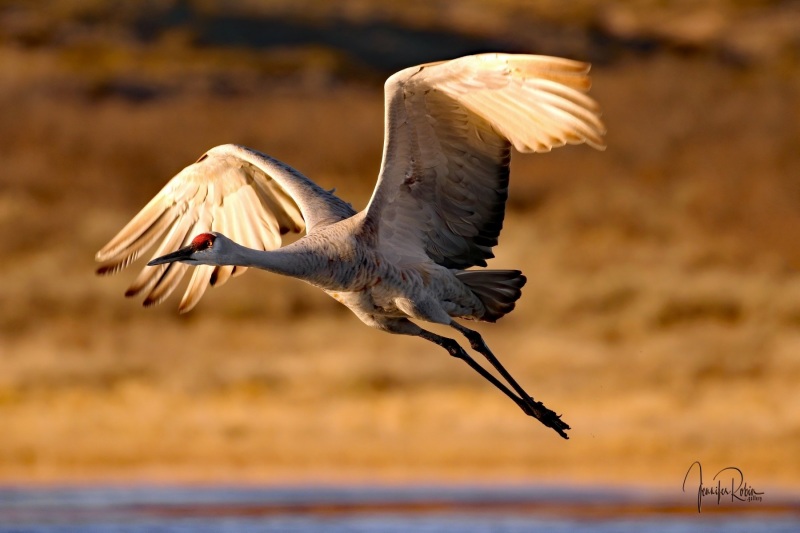 Sandhill crane in flight at south pond,  Bosque Del Apache