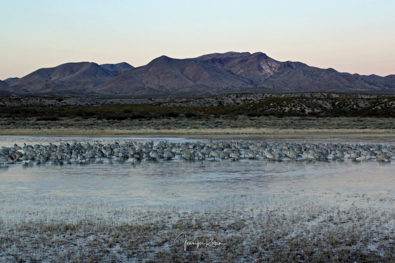 Sandhill crane at south pond, Bosque Del Apache