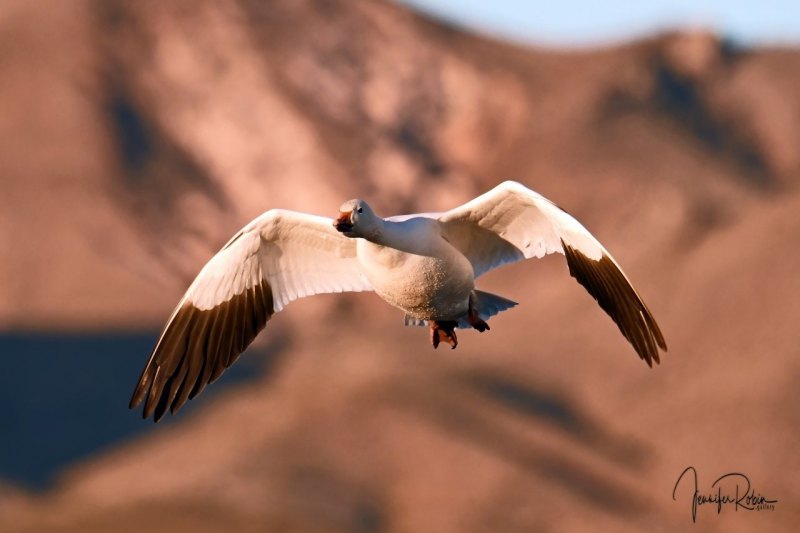 Snow goose in flight at Bosque Del Apache