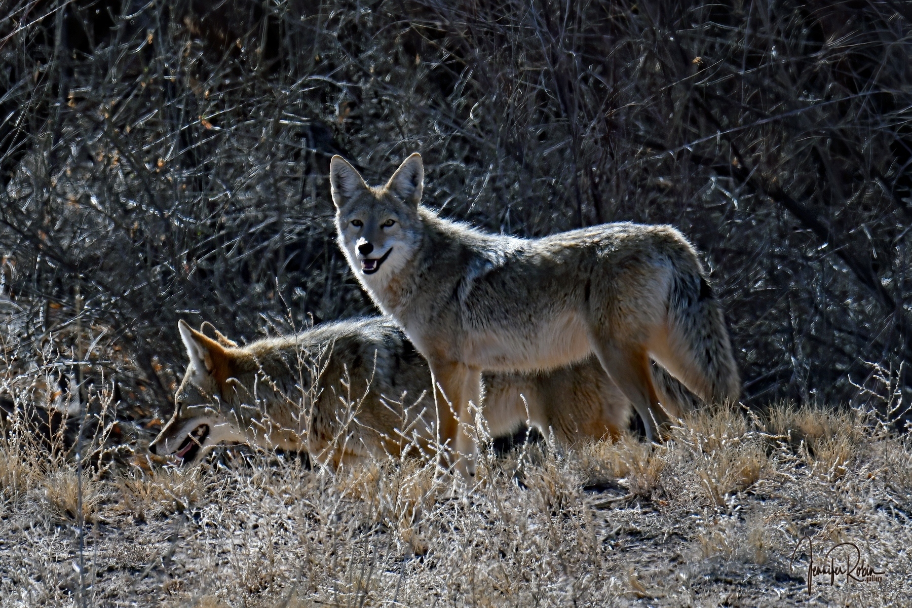 A pair of coyotes at Bosque Del Apache