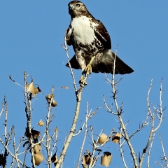 Red-tailed Hawk at Bosque Del Apache