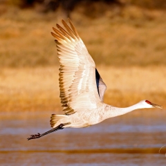 Sandhill crane in flight at south pond, Bosque Del Apache