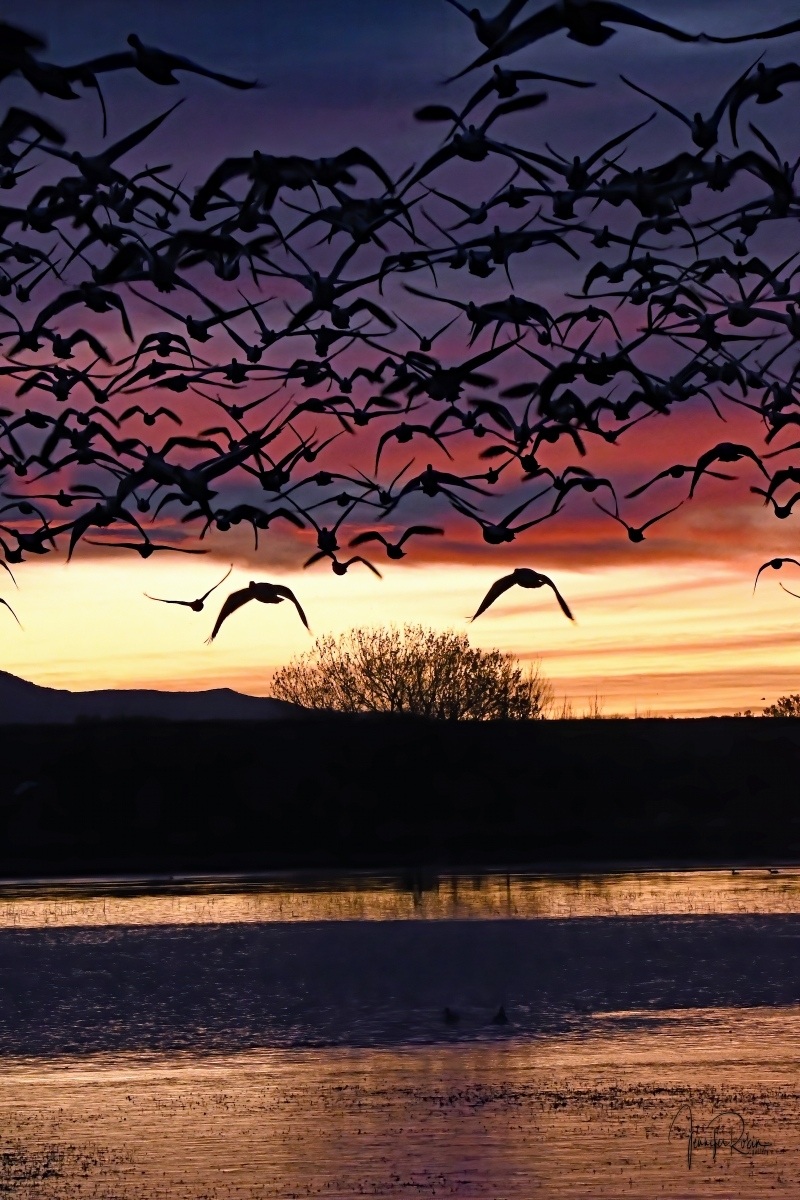 Snow geese  during sunrise at flight deck pond, Bosque Del Apache