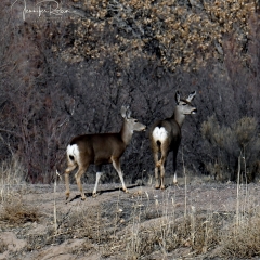 Mule deer at Bosque Del Apache, oblivious to the pack of coyotes nearby