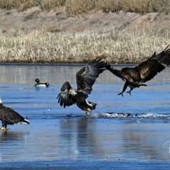 A Bald Eagle  family feed and fight over a Sandhill crane carcass as they try to stand on thin ice.