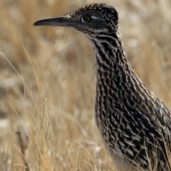 Greater Roadrunner at Bosque Del Apache