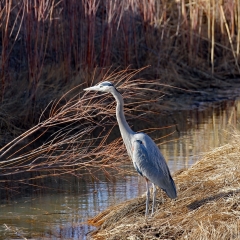 Great blue heron at the canals edge at Bosque Del Apache
