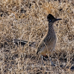 Greater roadrunner at Bosque Del Apache
