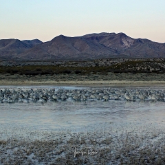 Flock of sandhill cranes stand in frozen south pond at dusk with a mountain backdrop at Bosque Del Apache
