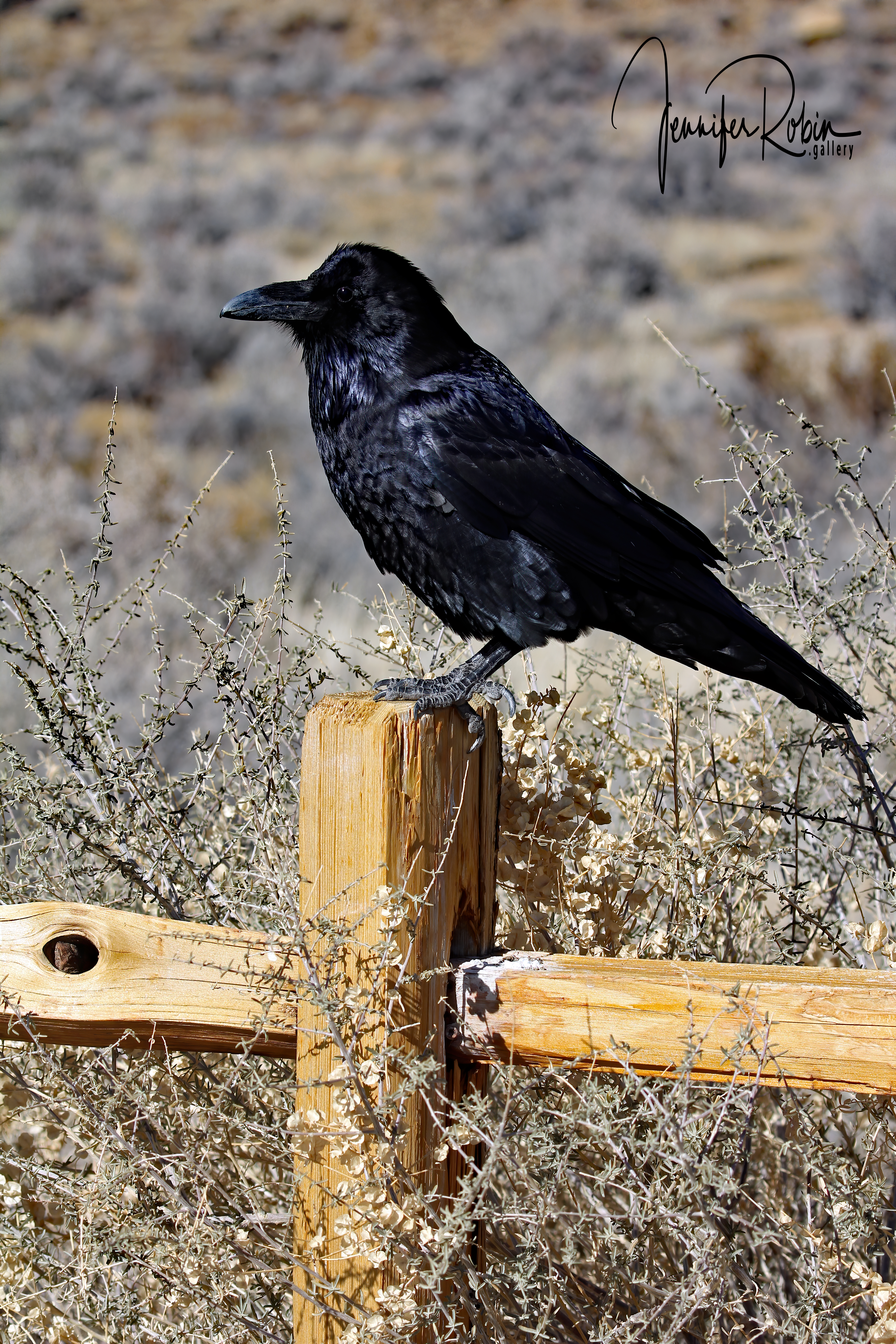 A black Northern Raven at Chaco Canyon in Nageezi, NM