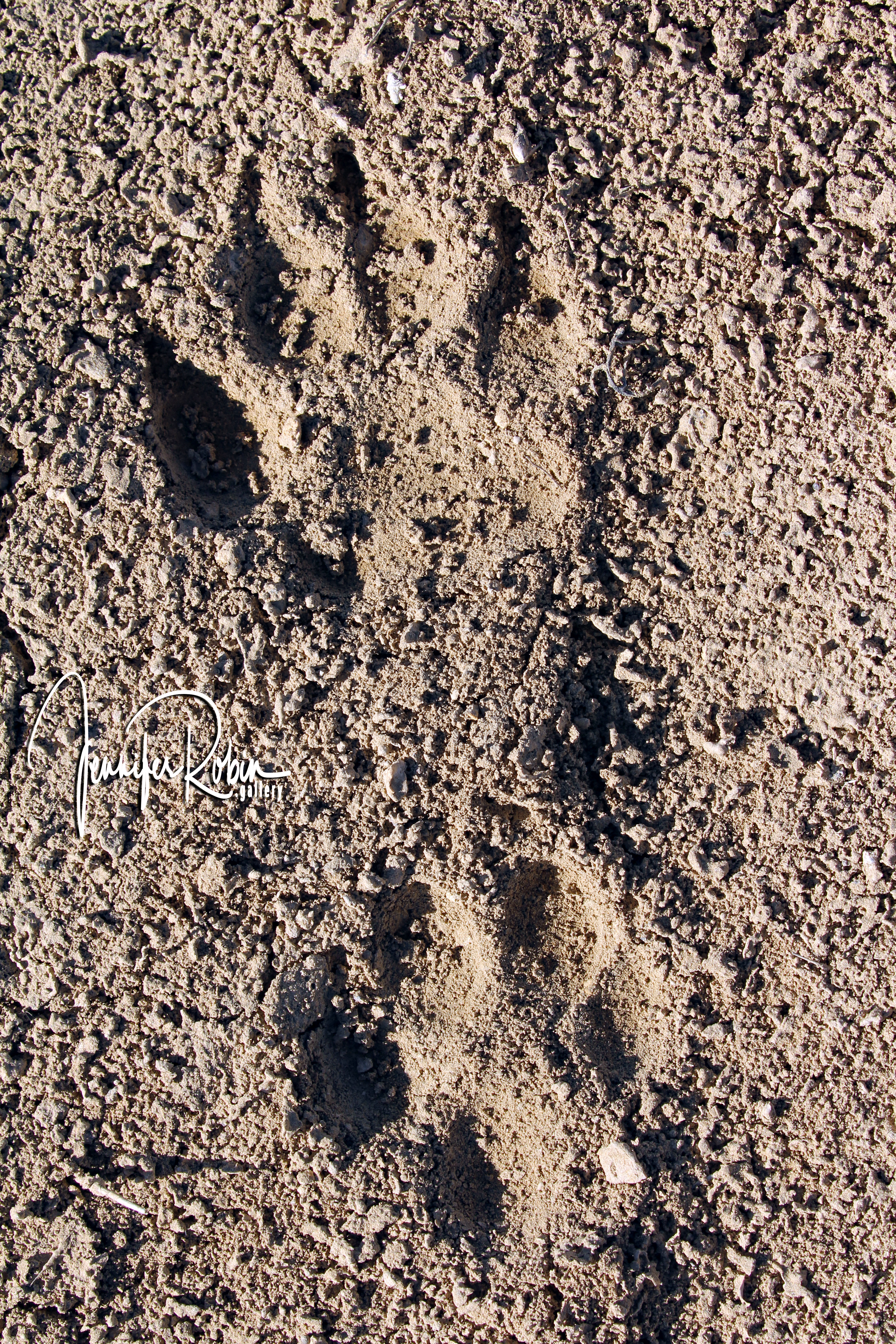 Mountain lion, or cougar tracks at Chaco Canyon in Nageezi, NM Mountain lion, or cougar tracks at Chaco Canyon in Nageezi, NM