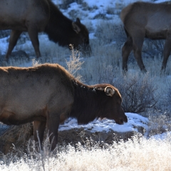 Elk eat snow to get water in the desert in Chaco Canyon