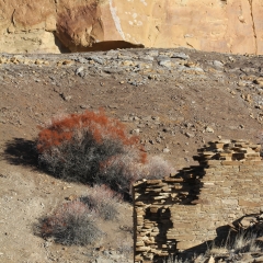 A red desert bush breaks up the desert landscape in Chaco Canyon