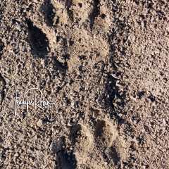Mountain lion, or cougar tracks at Chaco Canyon  in Nageezi, NM