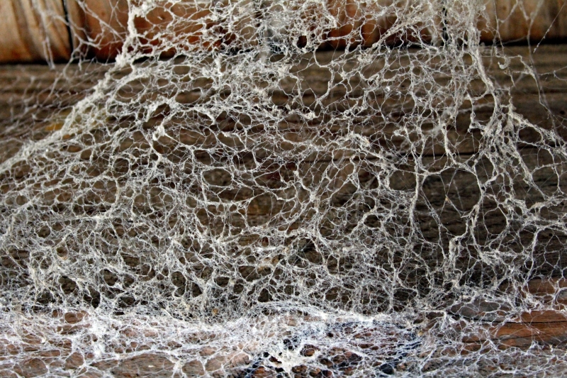 PARRISH COBWEB